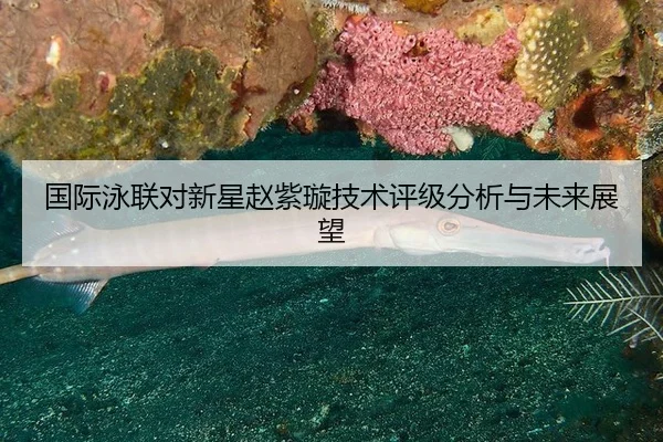 guo-ji-yong-lian-dui-xin-xing-zhao-zi-xuan-ji-shu-ping-ji-fen-xi-yu-wei-lai-zhan-wang-2-641.jpg